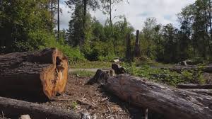 Best Lot and Land Clearing  in Port Hadlock Irondale, WA