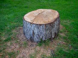 Best Hazardous Tree Removal  in Port Hadlock Irondale, WA