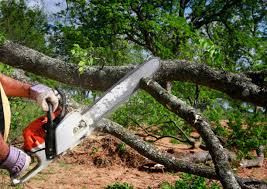 Best Tree Disease Treatment  in Port Hadlock Irondale, WA