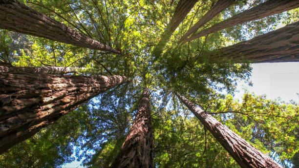 Best Tree Preservation Services  in Port Hadlock Irondale, WA