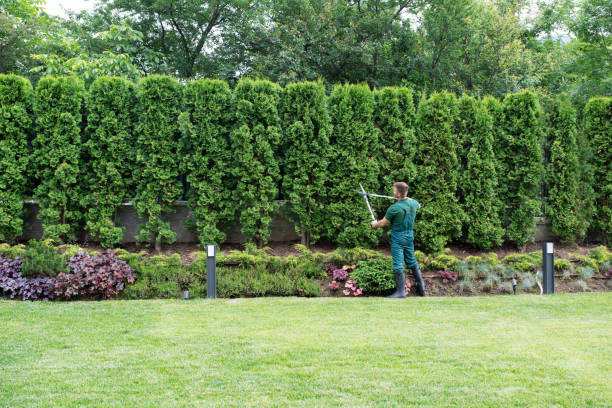 Best Tree Trimming and Pruning  in Port Hadlock Irondale, WA
