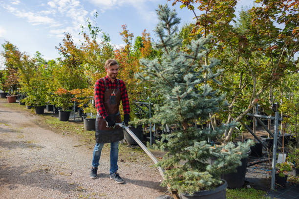 How Our Tree Care Process Works  in  Port Hadlock Irondale, WA