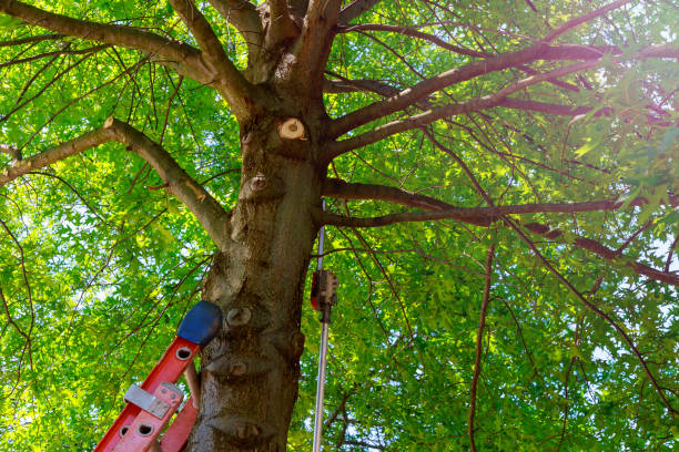 Best Tree and Shrub Care  in Port Hadlock Irondale, WA
